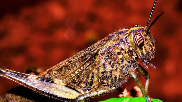 Ambush Insecticide Concentrate By Wilson Grub Killer