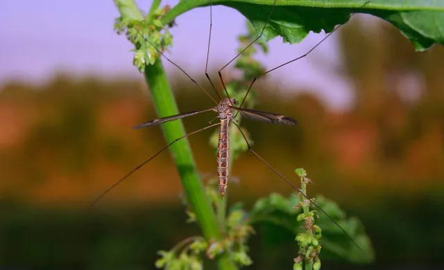Ambush Insecticide Concentrate By Wilson Grub Killer