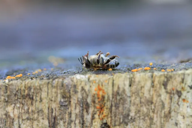 Ambush Insecticide Concentrate By Wilson Grub Killer
